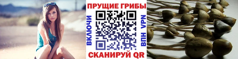 Купить закладки Навашино Галлюциногенные грибы мицелий